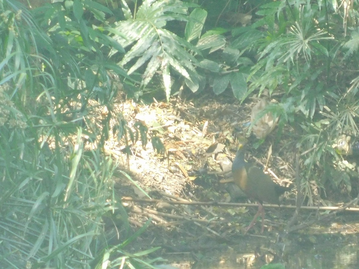 chřástal šedokrký - ML648495222