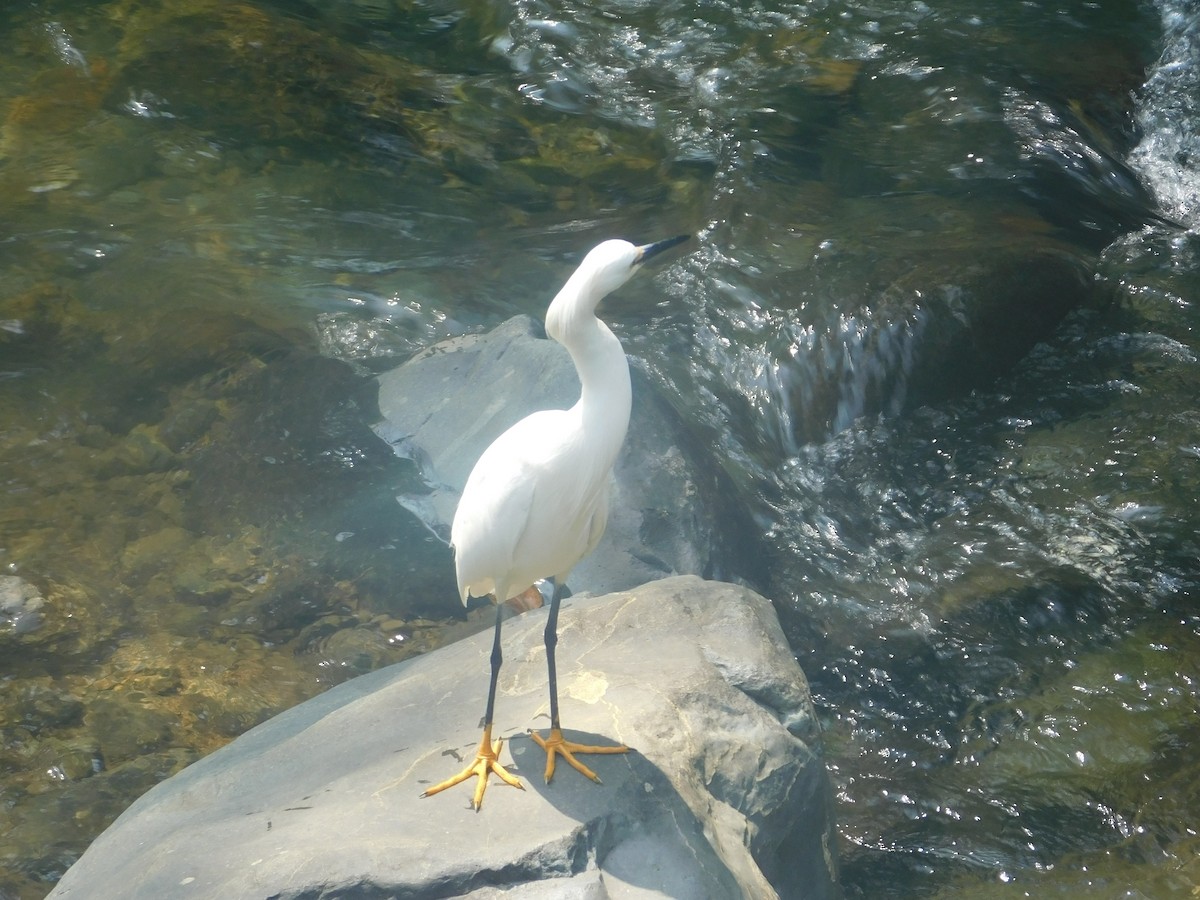 volavka bělostná - ML648495236