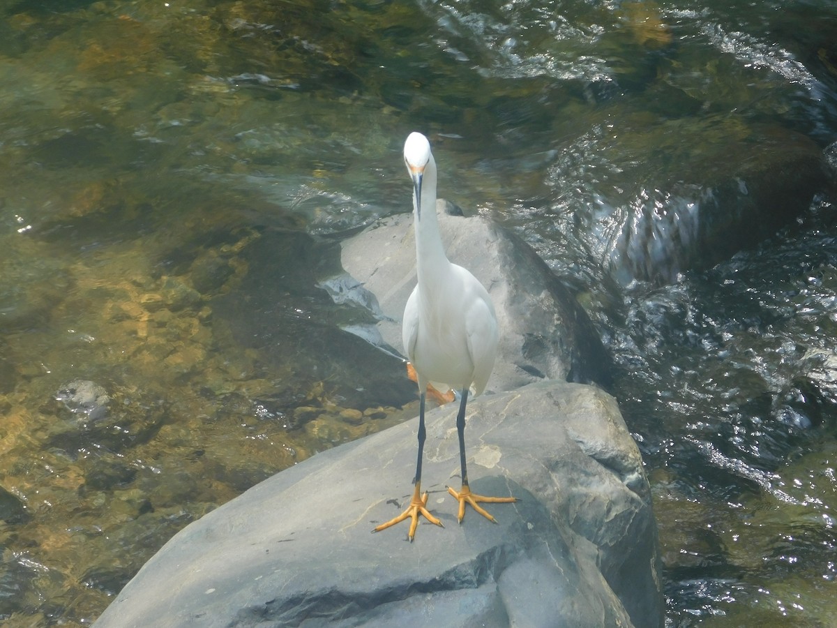 volavka bělostná - ML648495237