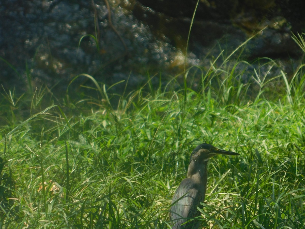 volavka proměnlivá - ML648495239