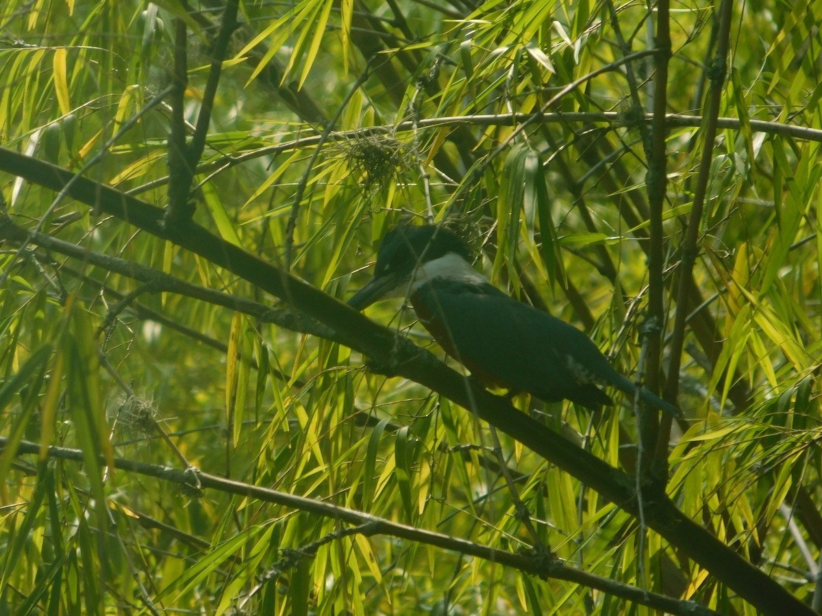 Ringed Kingfisher - Juan Camilo Dorado