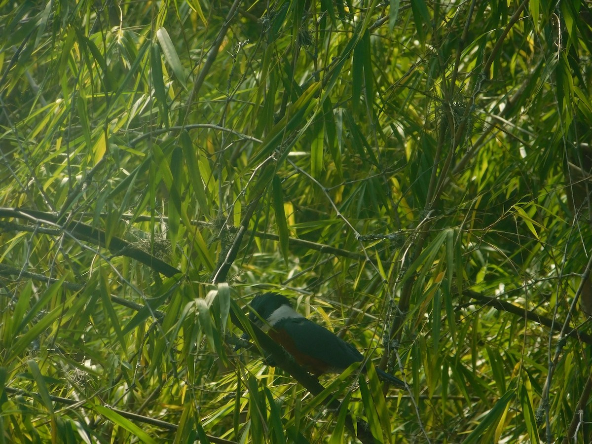 rybařík obojkový - ML648495272