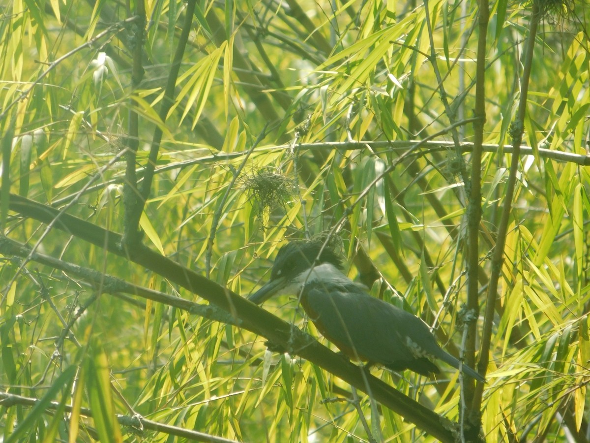 Ringed Kingfisher - Juan Camilo Dorado