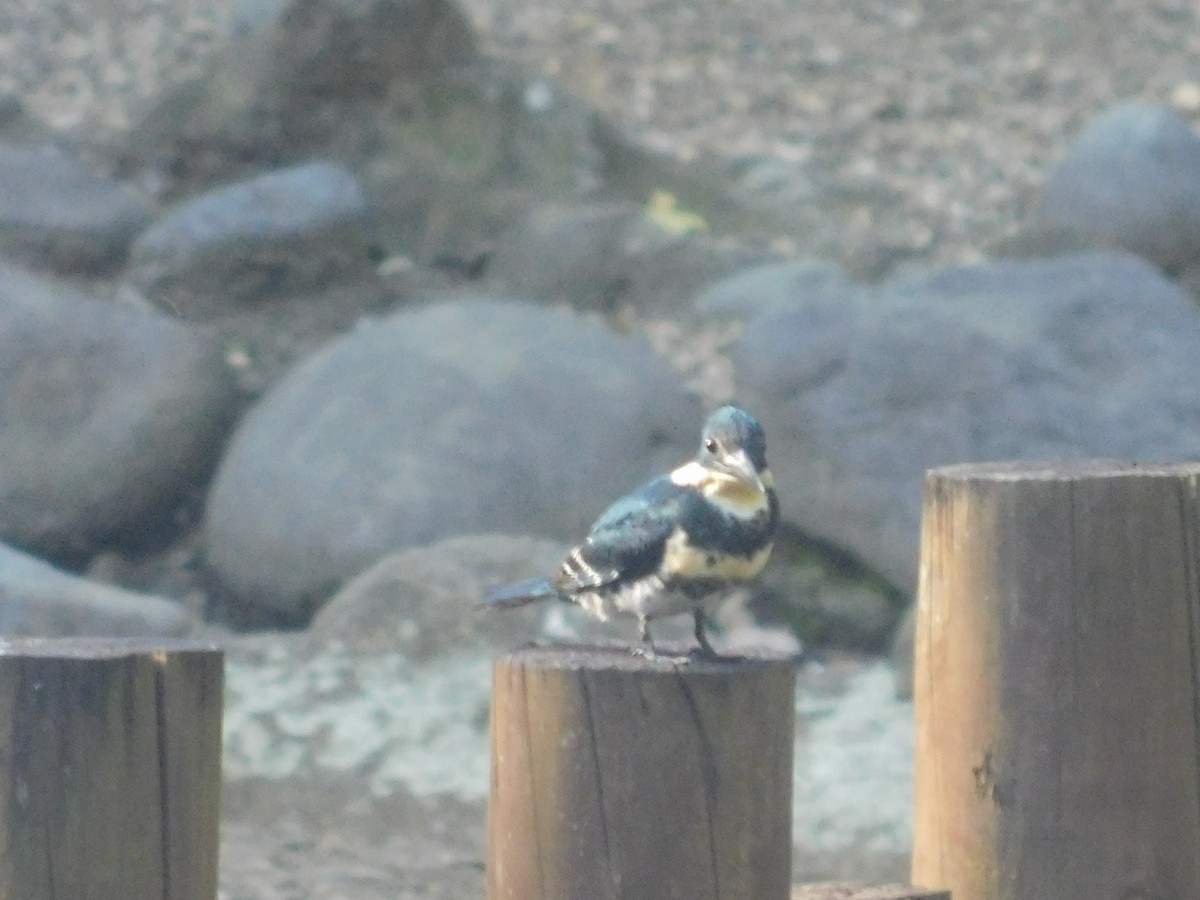 Green Kingfisher - Juan Camilo Dorado