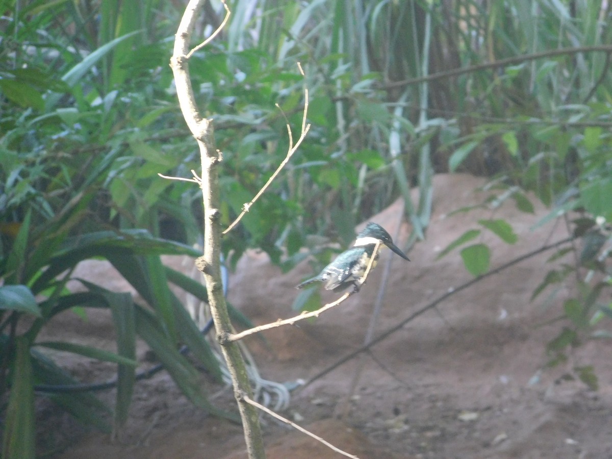 rybařík zelený - ML648495285