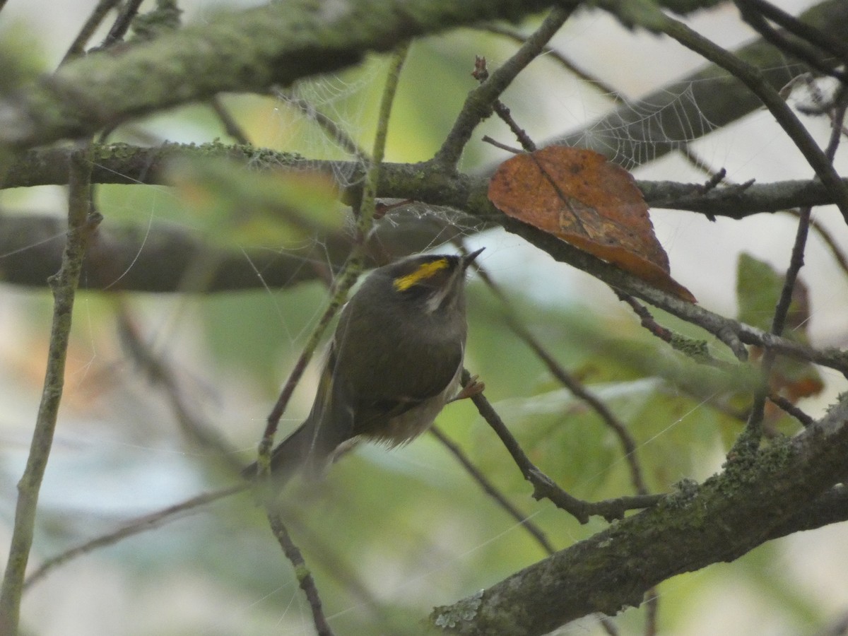 Golden-crowned Kinglet - ML648495293