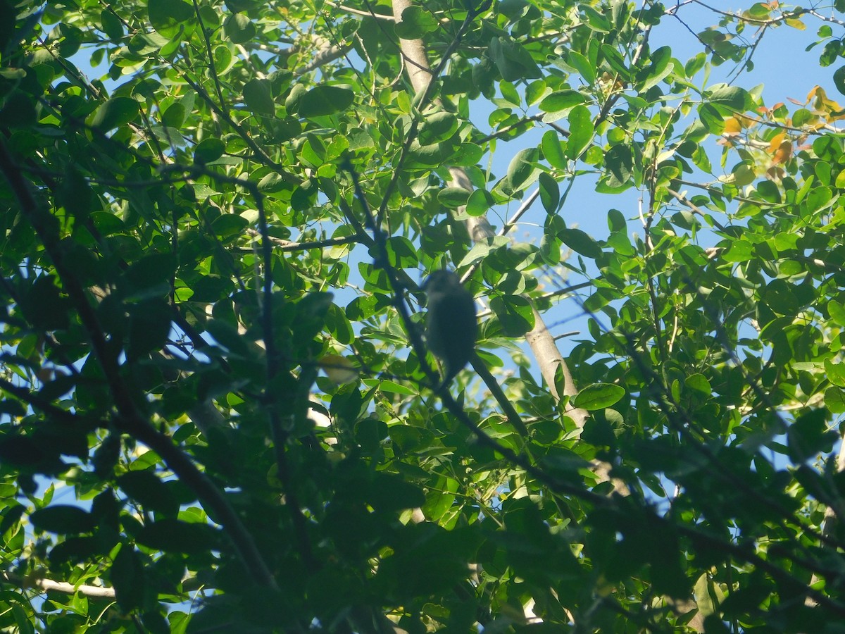 datlíček šedavý - ML648495297