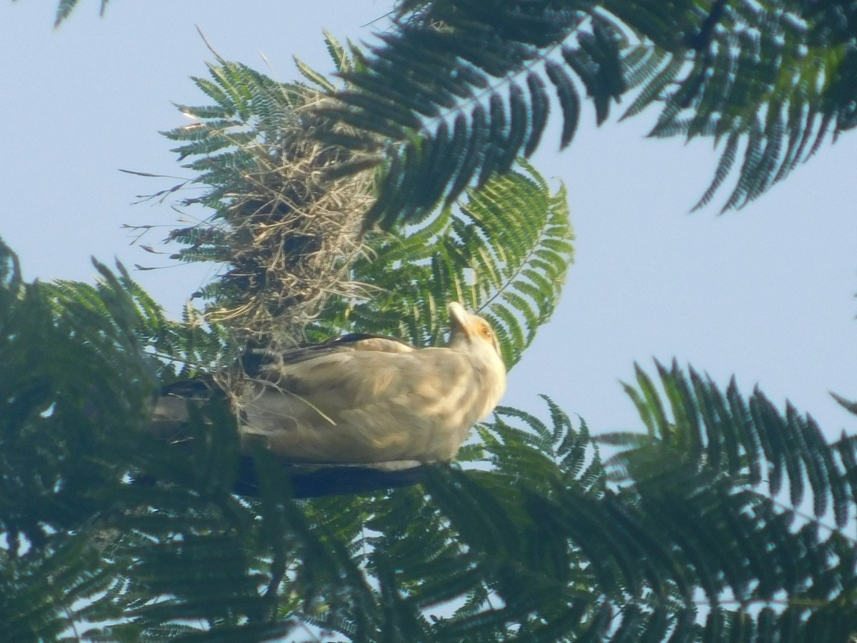 čimango žlutavý - ML648495327