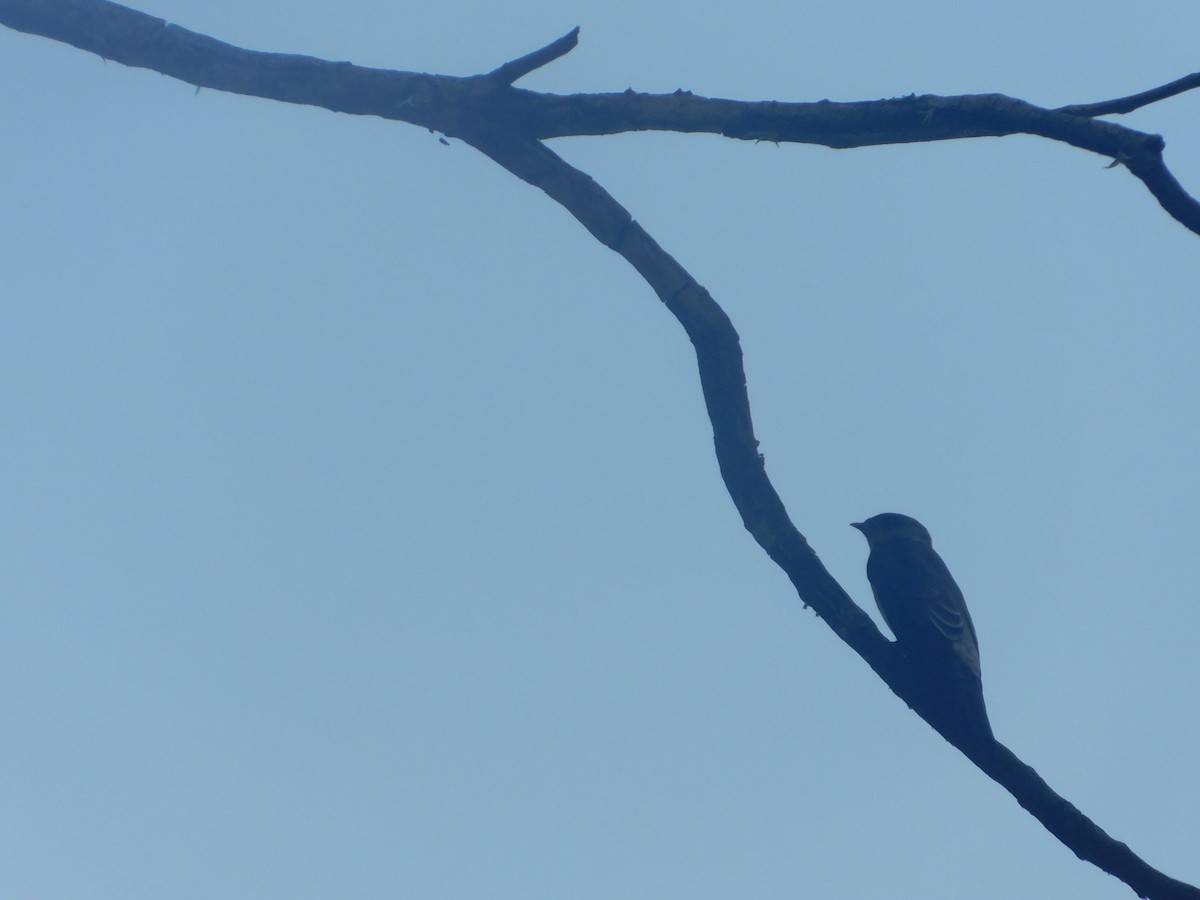 vlaštovka neotropická - ML648495337