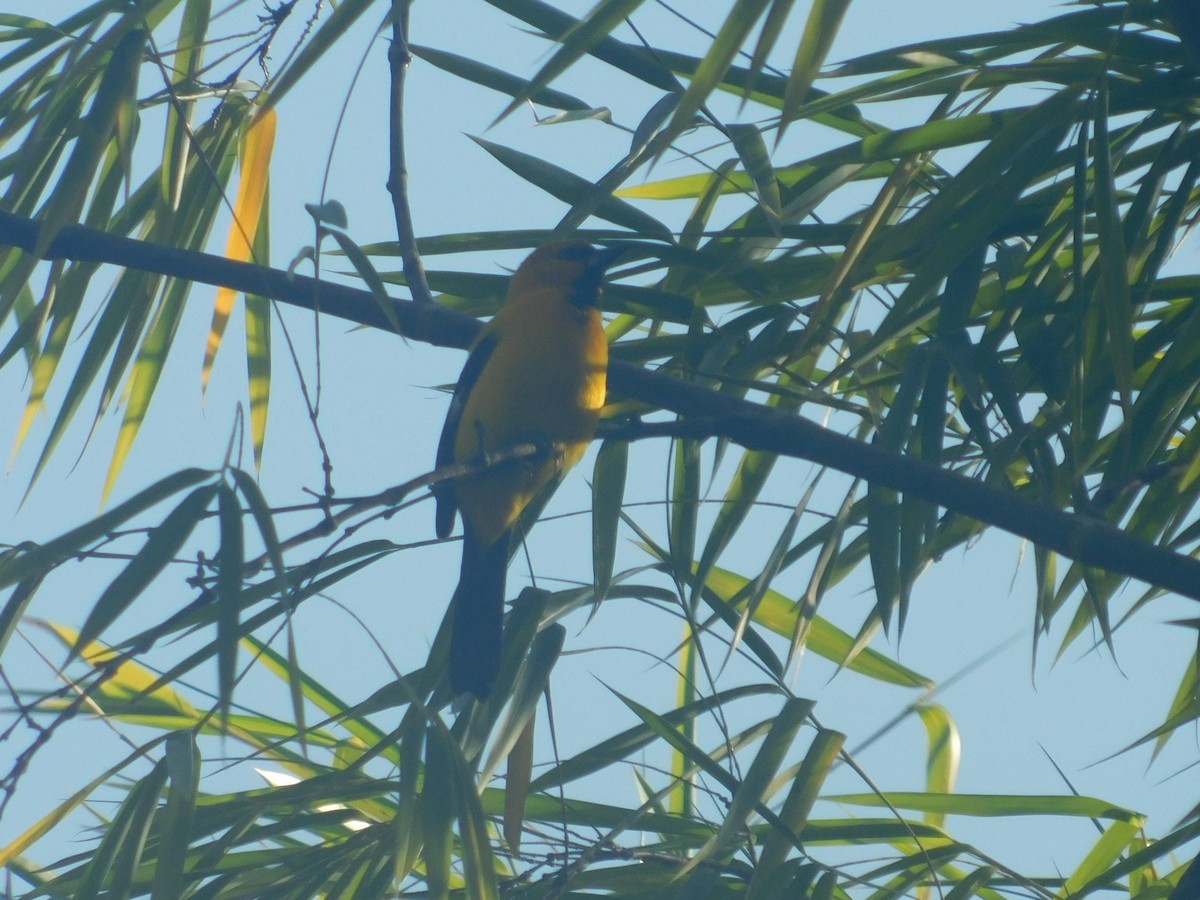 Yellow Oriole - ML648495351