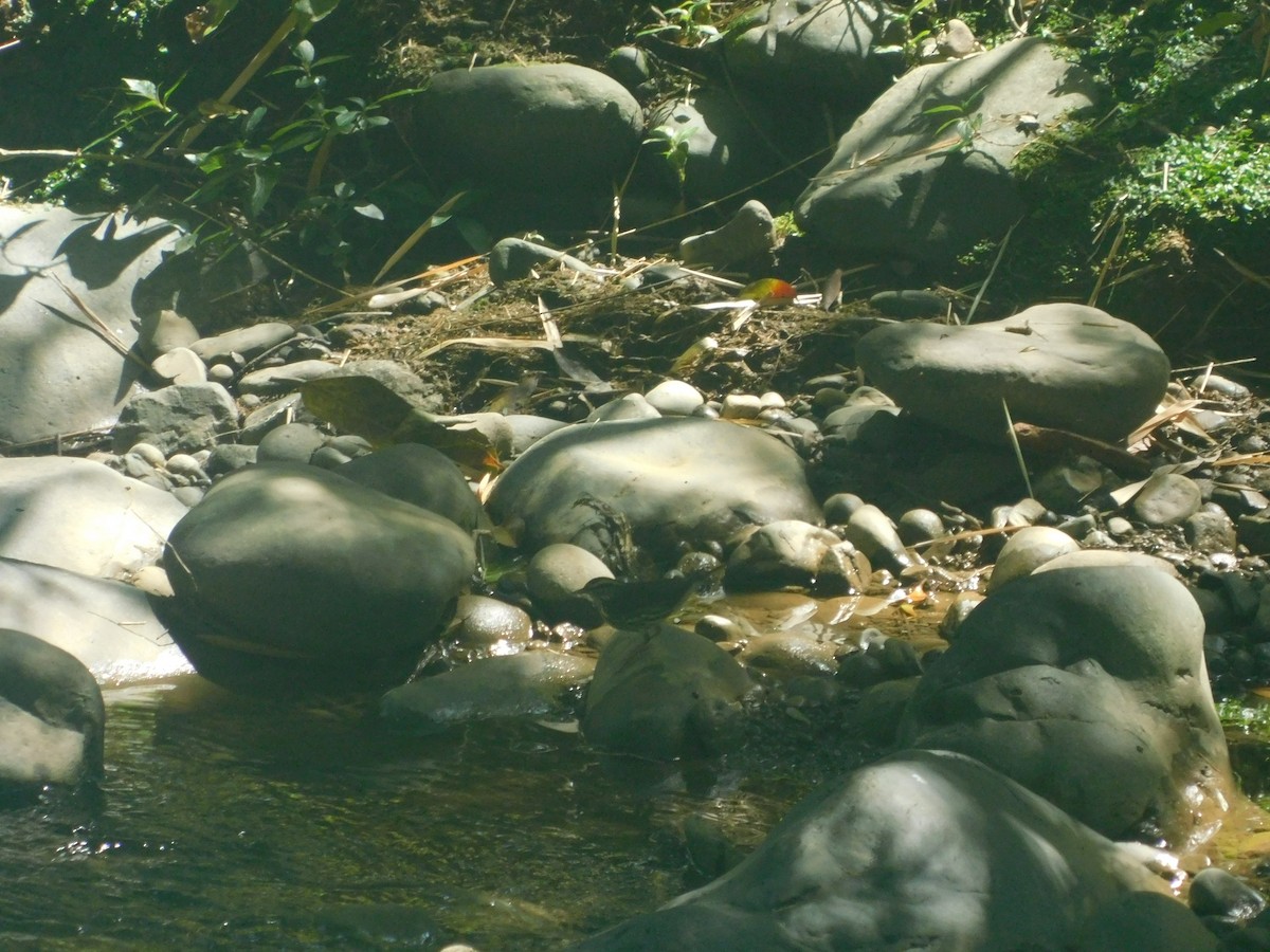 lesňáček olšový - ML648495381