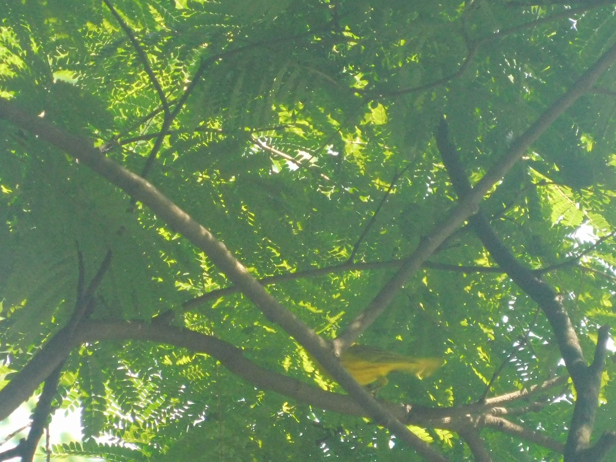 lesňáček zlatotemenný - ML648495402