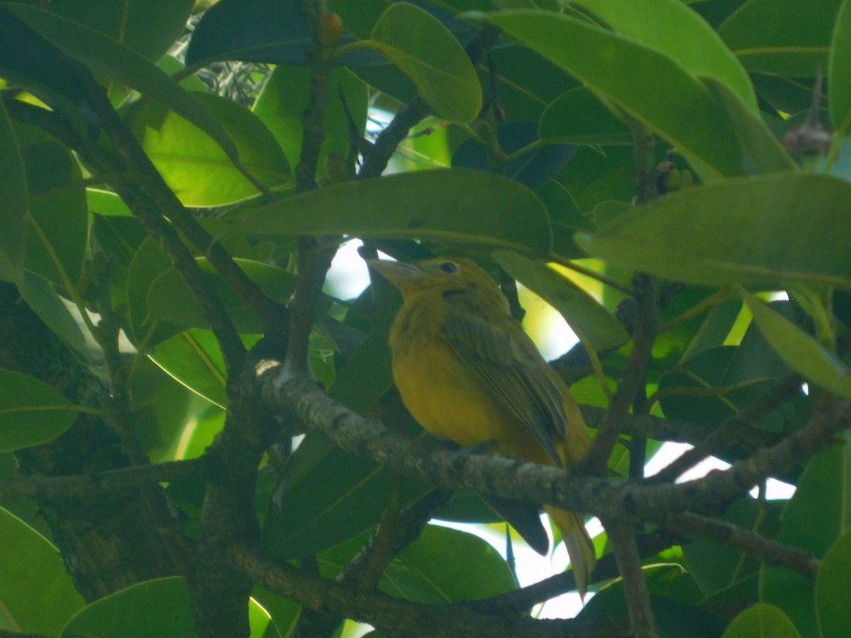 piranga ohnivá - ML648495407