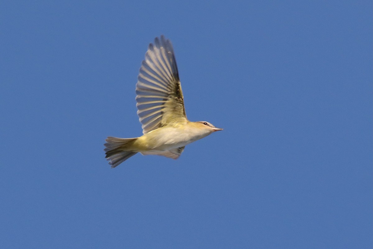 rødøyevireo - ML648495589