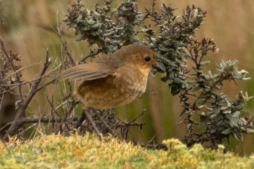 Boyaca Antpitta - ML648495615