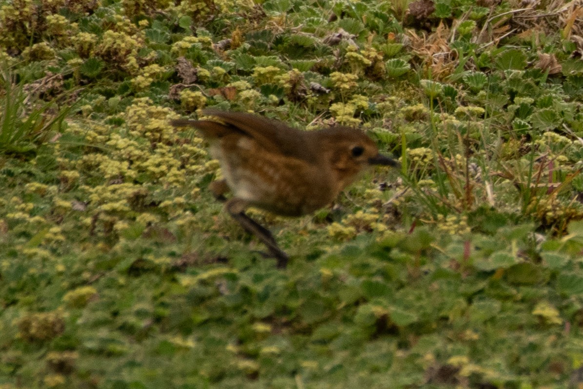 Boyaca Antpitta - ML648495616