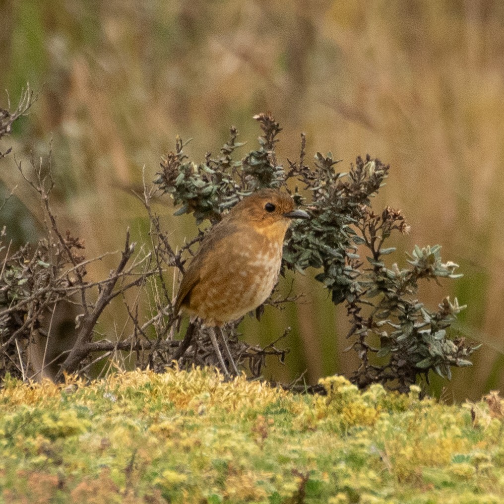 Boyaca Antpitta - ML648495617