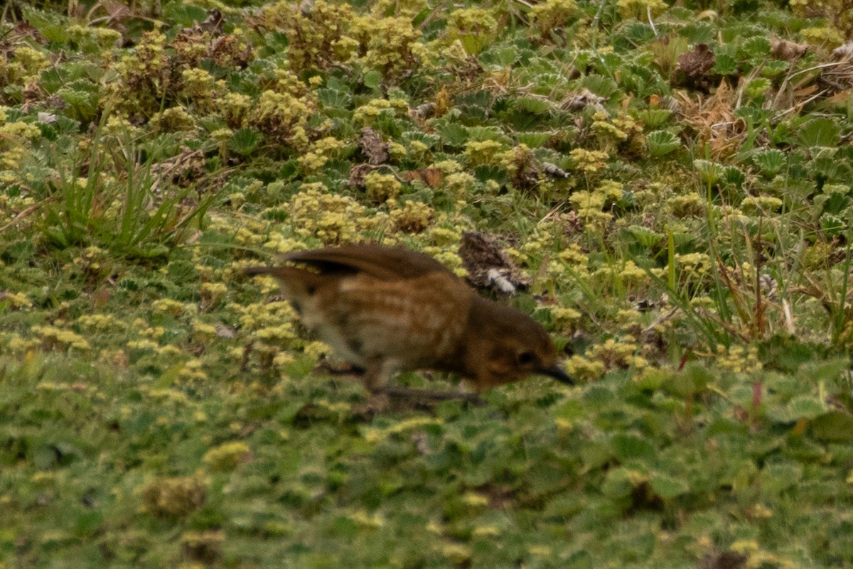 Boyaca Antpitta - ML648495618