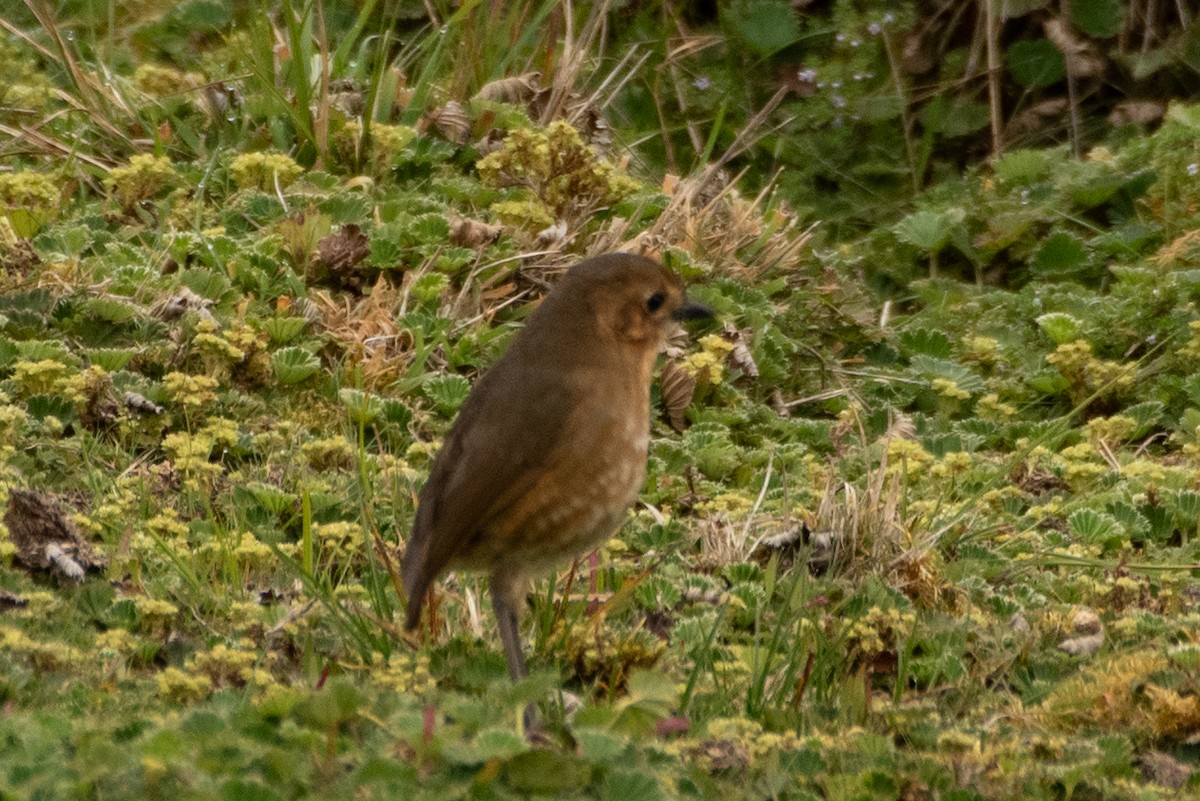 Boyaca Antpitta - ML648495619