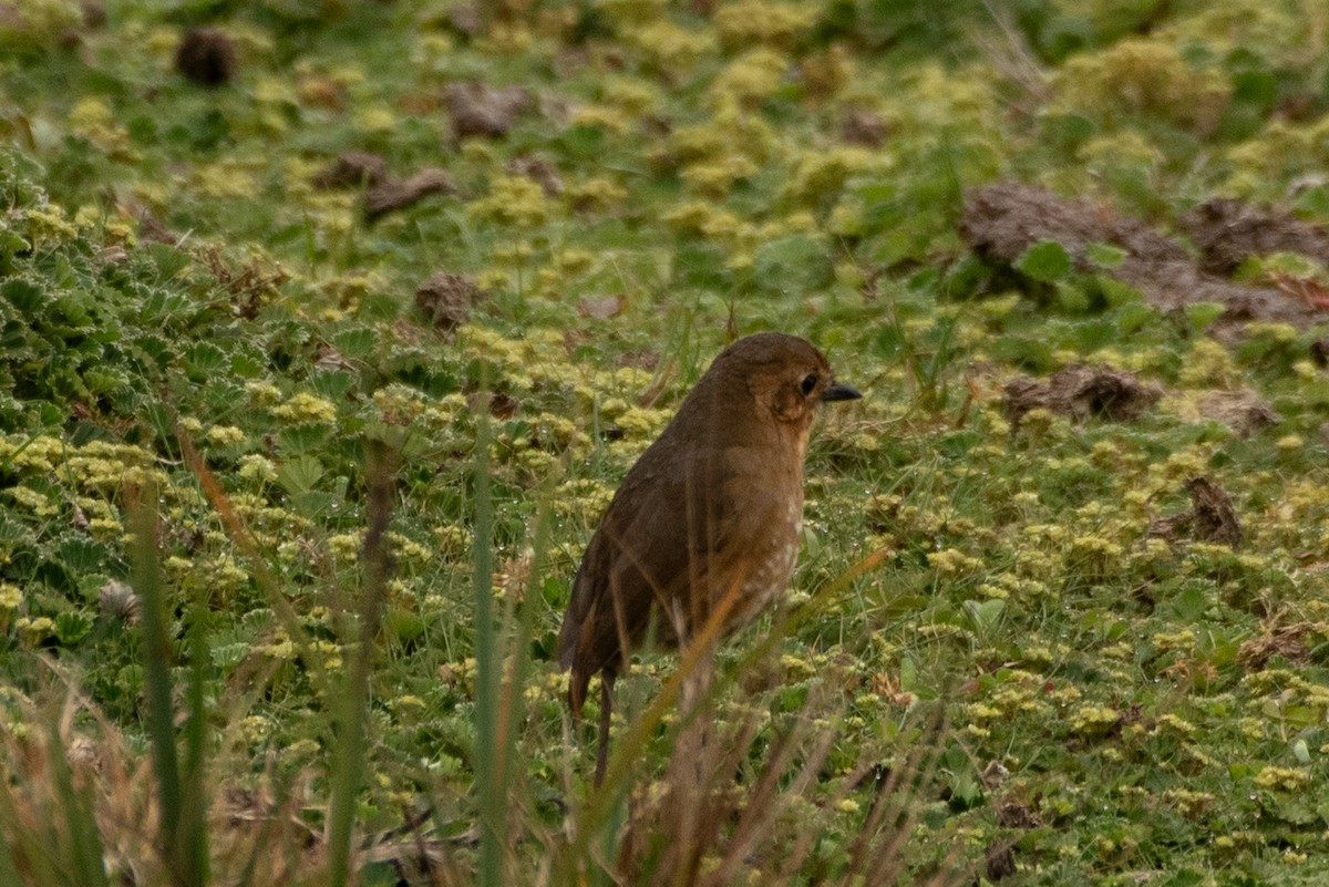 Boyaca Antpitta - ML648495620
