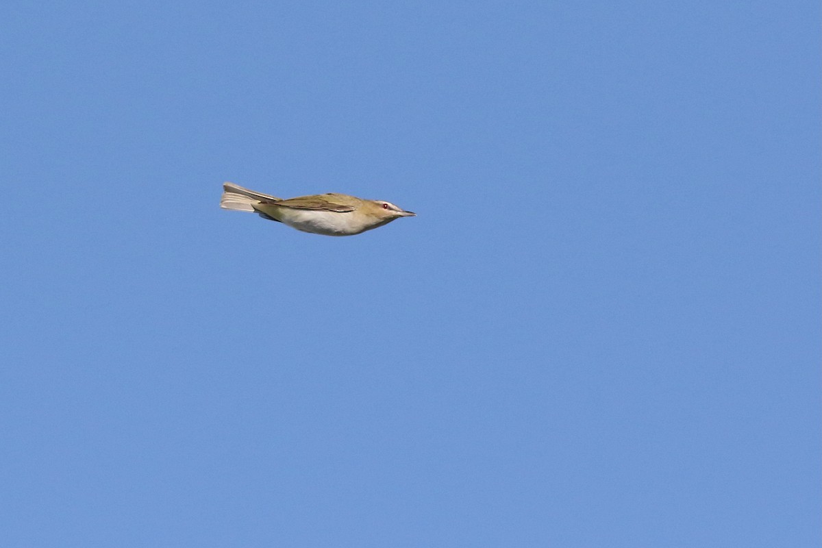 rødøyevireo - ML648495907