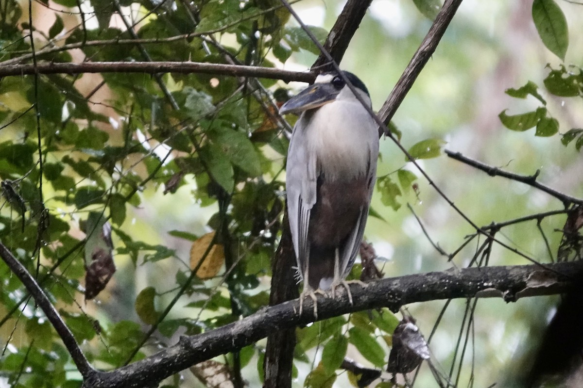 Boat-billed Heron - ML648496234