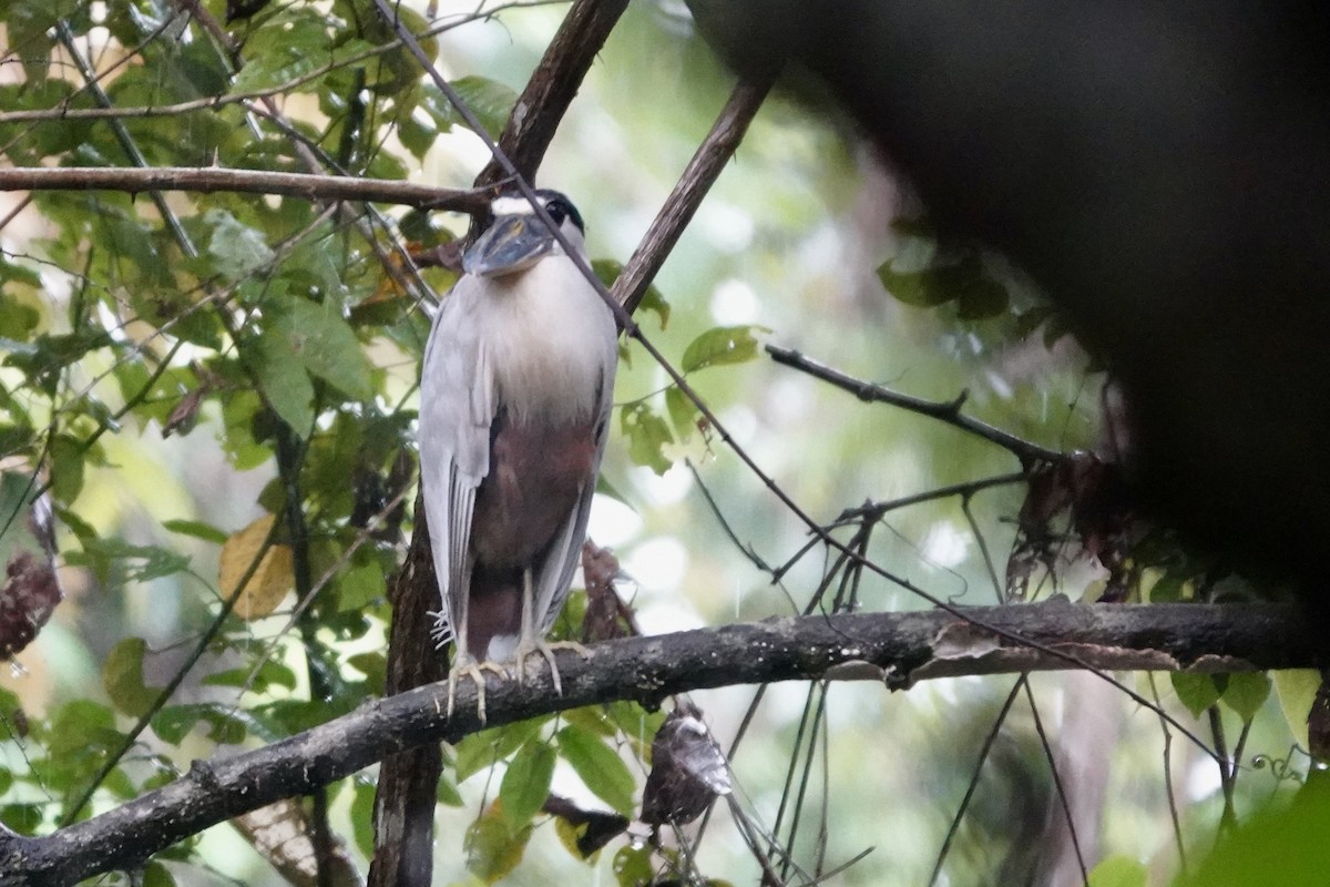 Boat-billed Heron - ML648496235