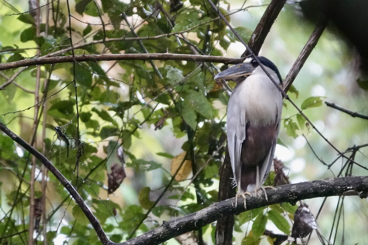 Boat-billed Heron - ML648496236
