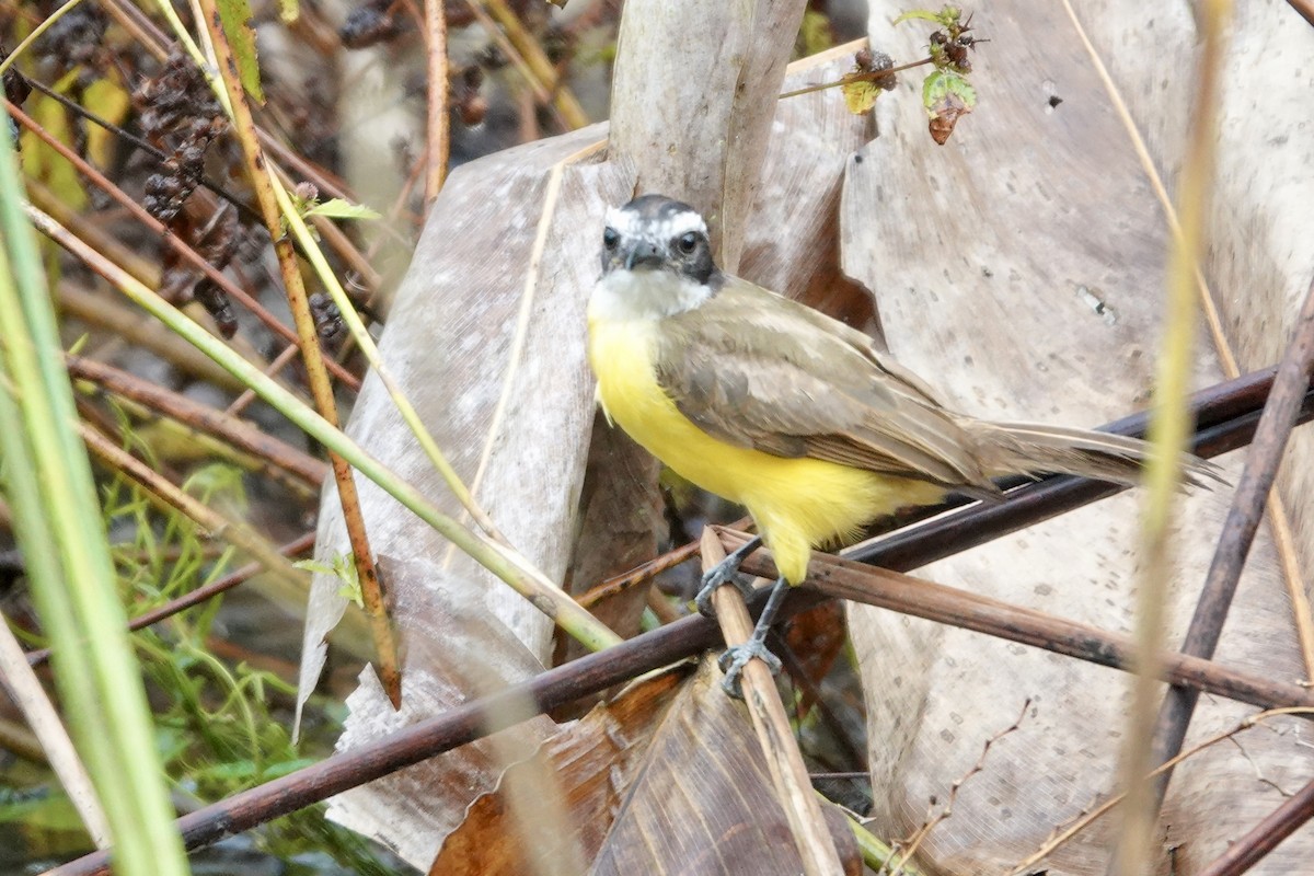 Lesser Kiskadee - ML648496272
