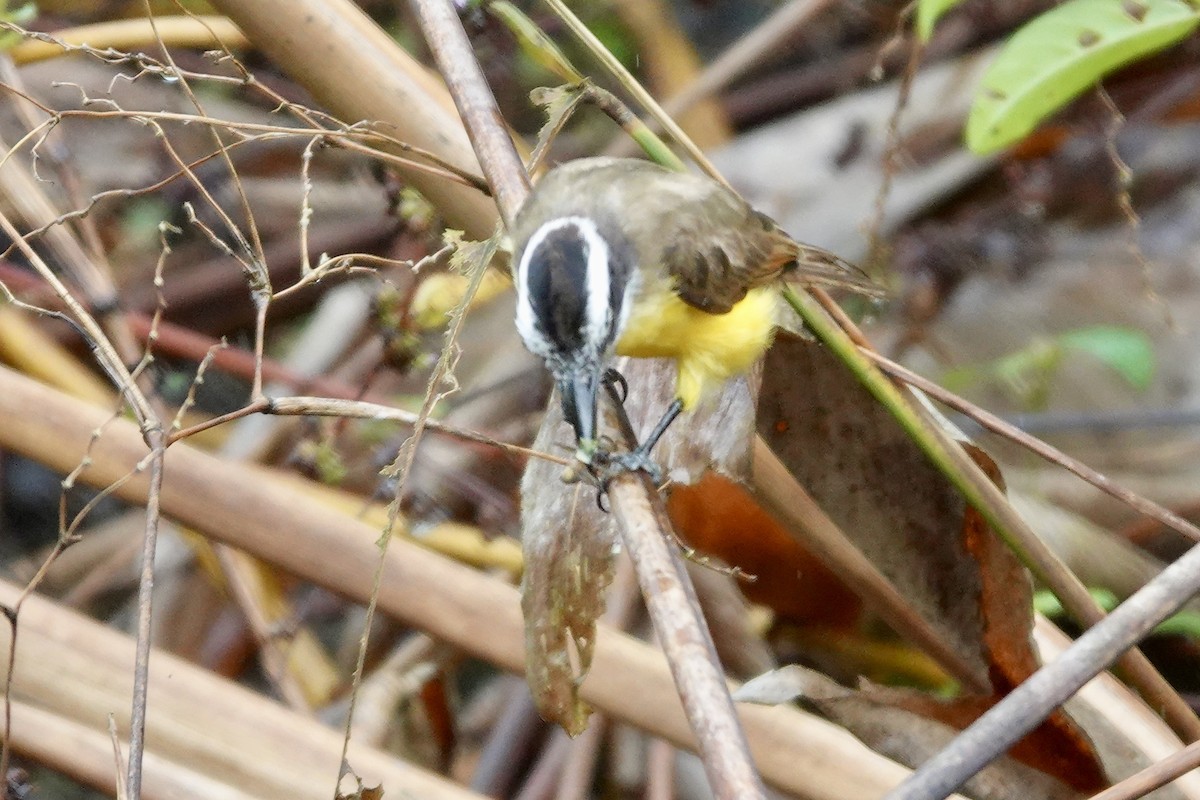 Lesser Kiskadee - ML648496273