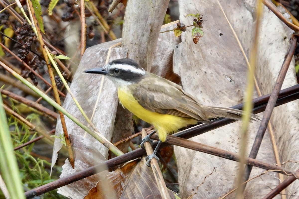 Lesser Kiskadee - ML648496274