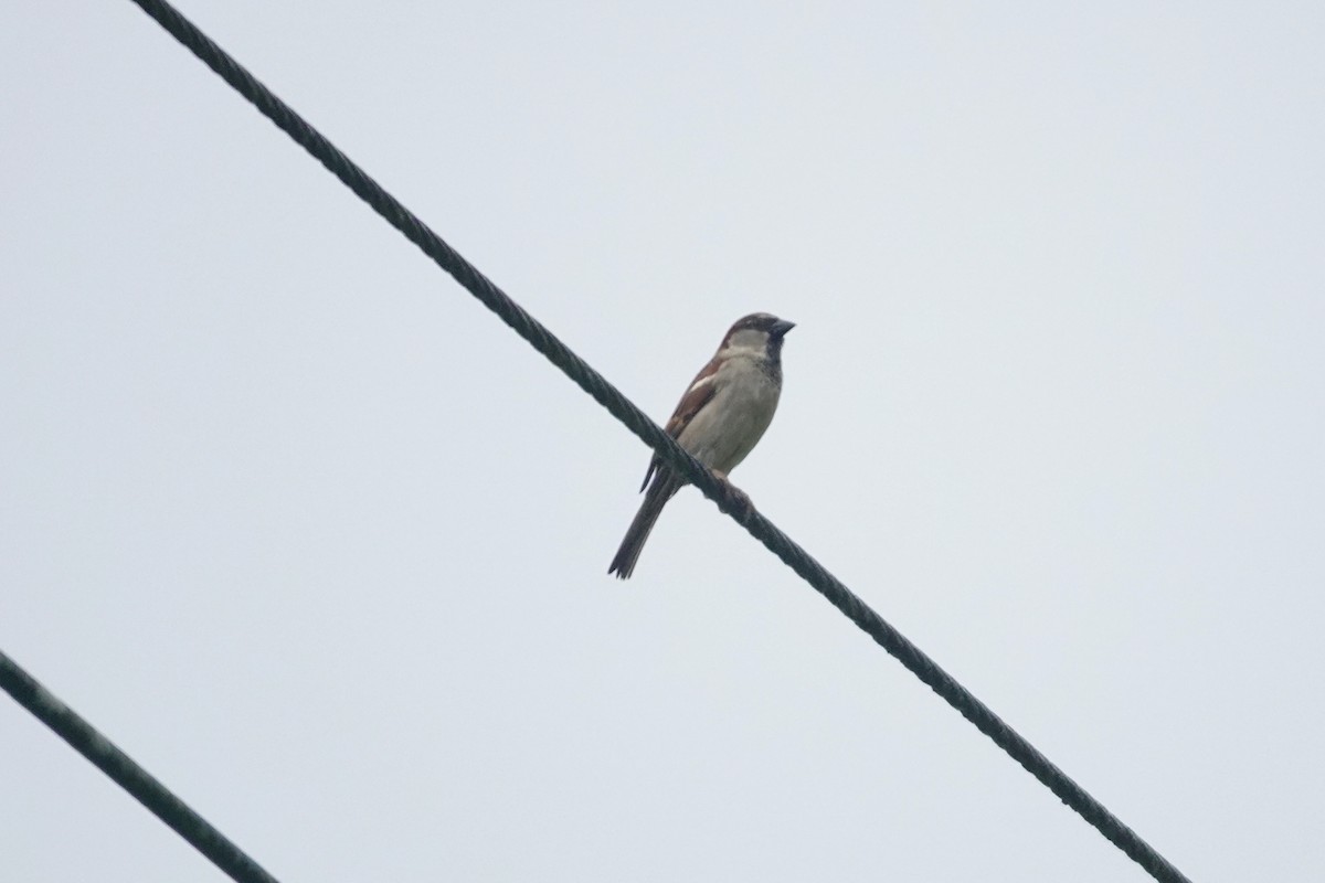 דרור הבית - ML648496362