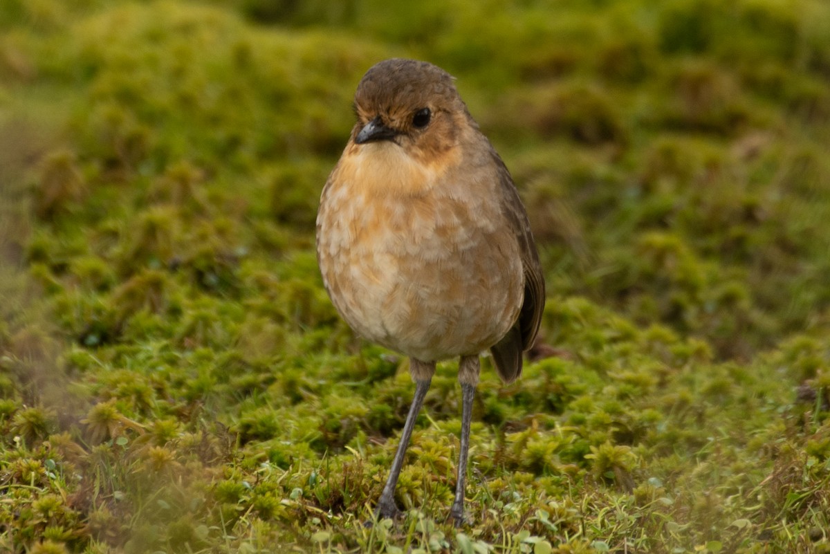 Boyaca Antpitta - ML648496572