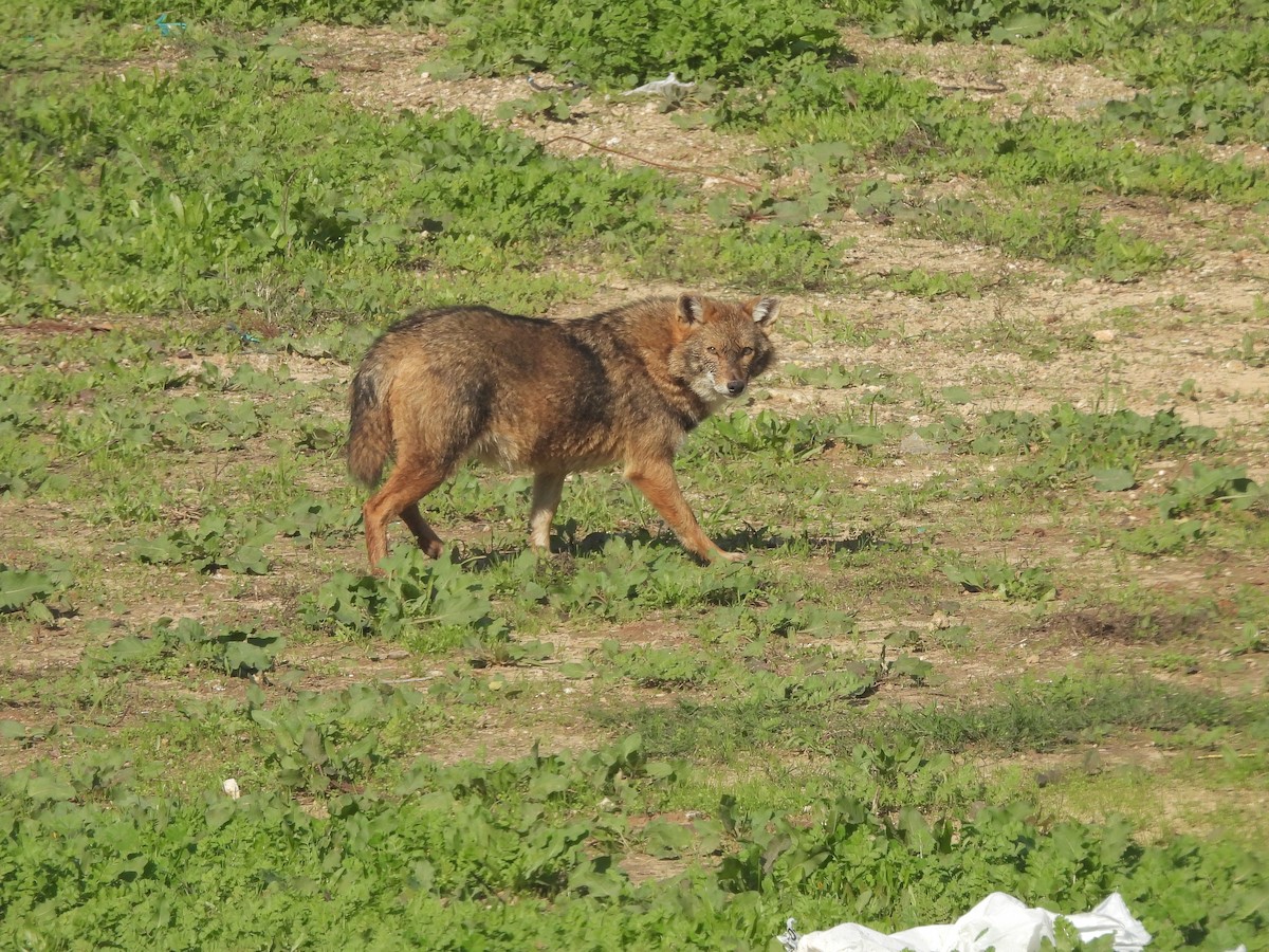 Golden Jackal - ML648497265