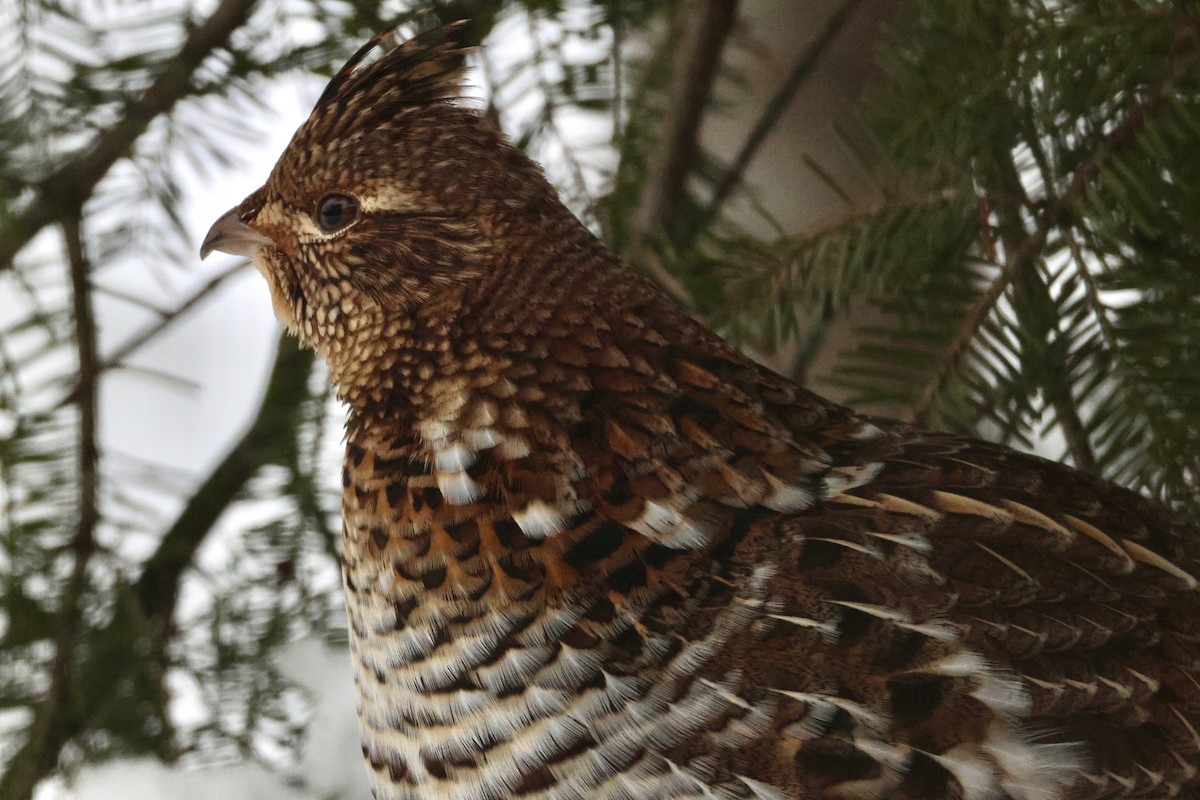 Ruffed Grouse - ML648497807
