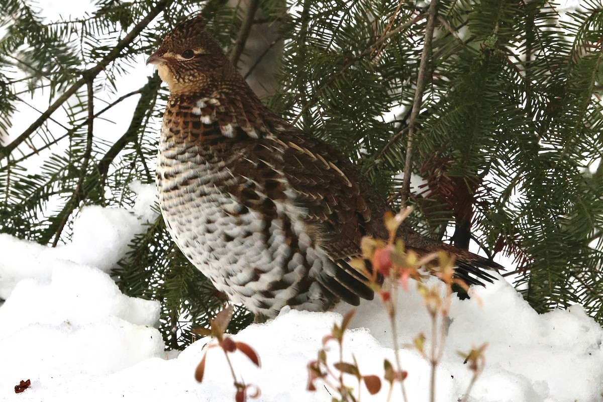 Ruffed Grouse - ML648497808