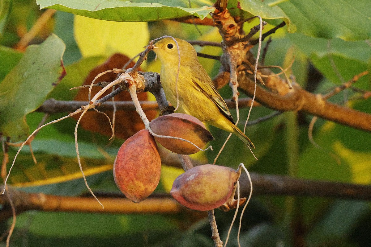 Sarı/Mangrov Sarı Ötleğeni - ML648498228