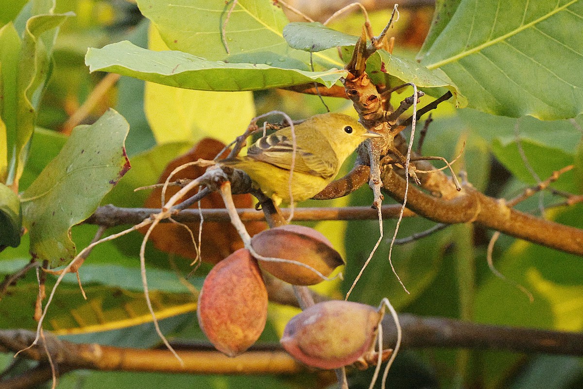 Sarı/Mangrov Sarı Ötleğeni - ML648498238