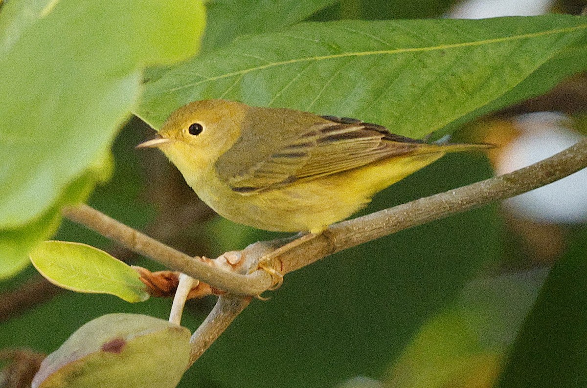 Sarı/Mangrov Sarı Ötleğeni - ML648498245