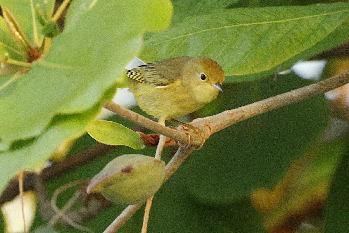 Sarı/Mangrov Sarı Ötleğeni - ML648498251