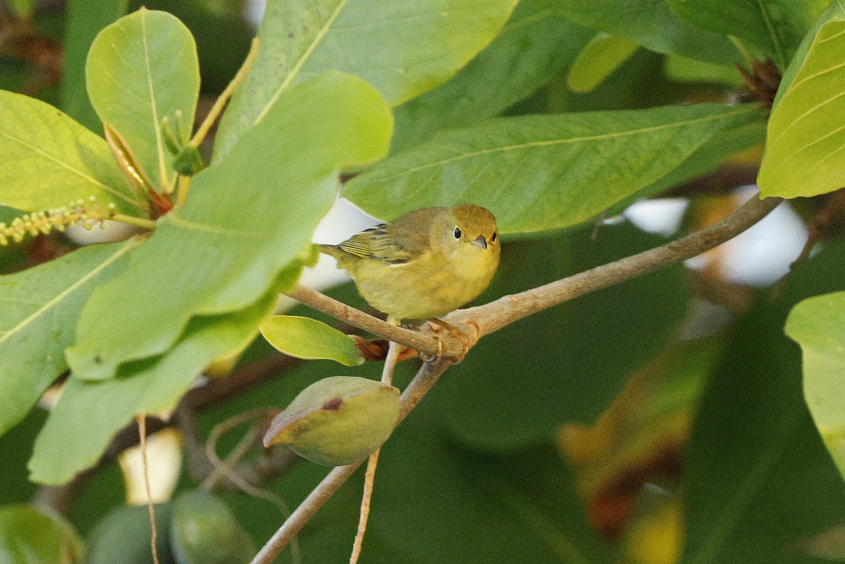 Sarı/Mangrov Sarı Ötleğeni - ML648498258