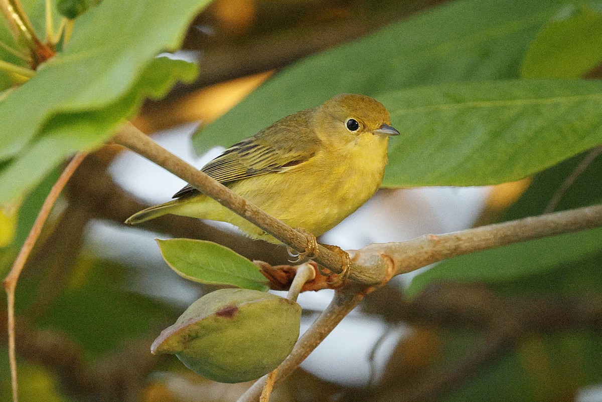 Sarı/Mangrov Sarı Ötleğeni - ML648498281