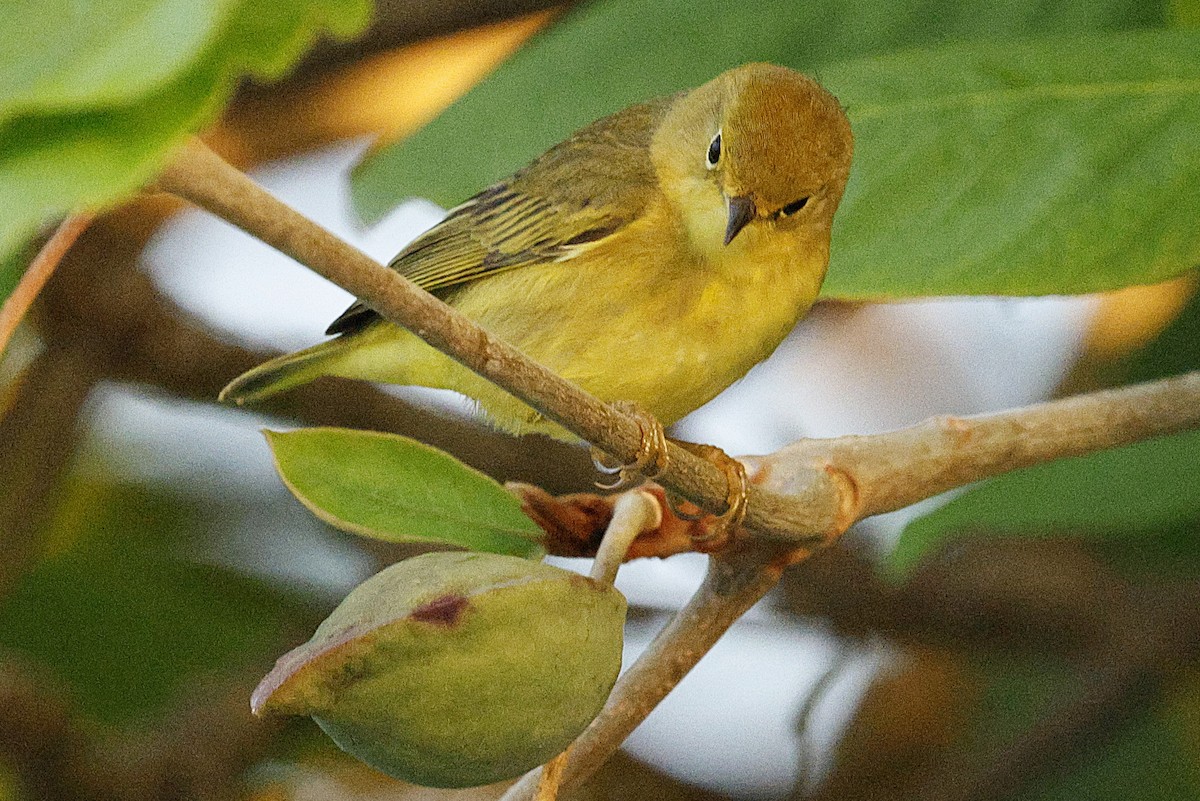 Sarı/Mangrov Sarı Ötleğeni - ML648498285