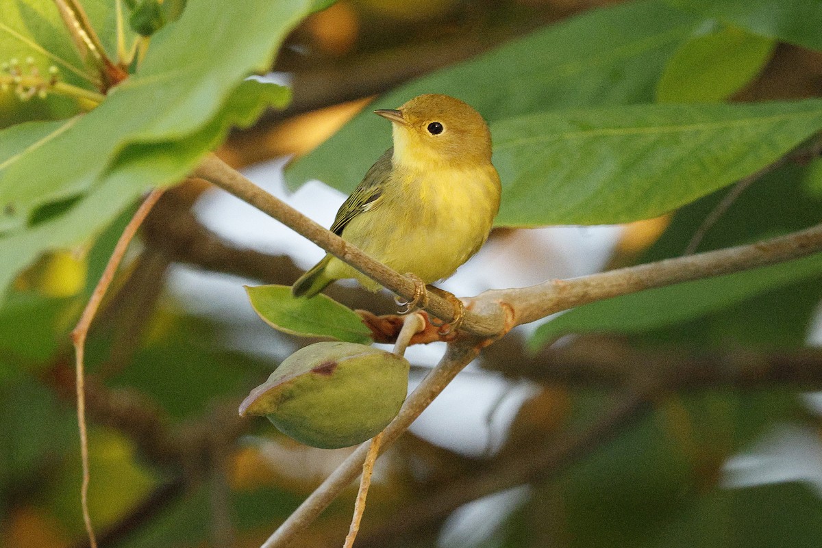 Sarı/Mangrov Sarı Ötleğeni - ML648498294