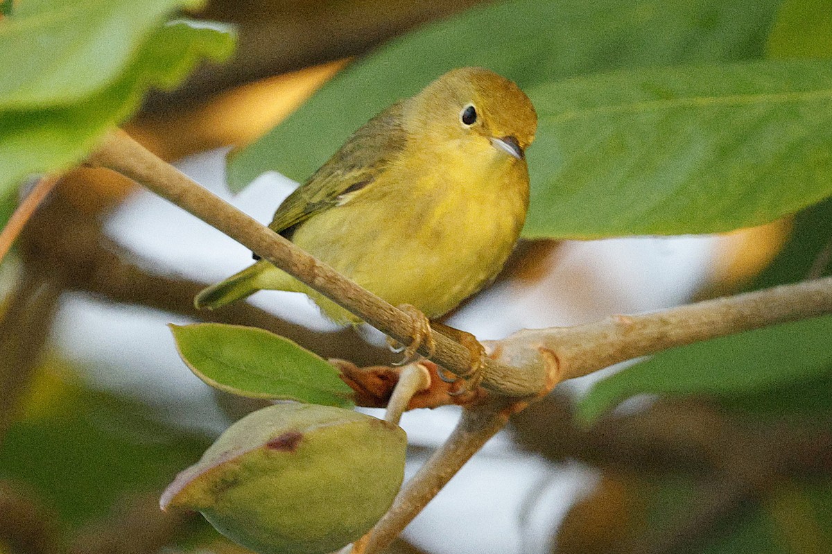 Sarı/Mangrov Sarı Ötleğeni - ML648498342