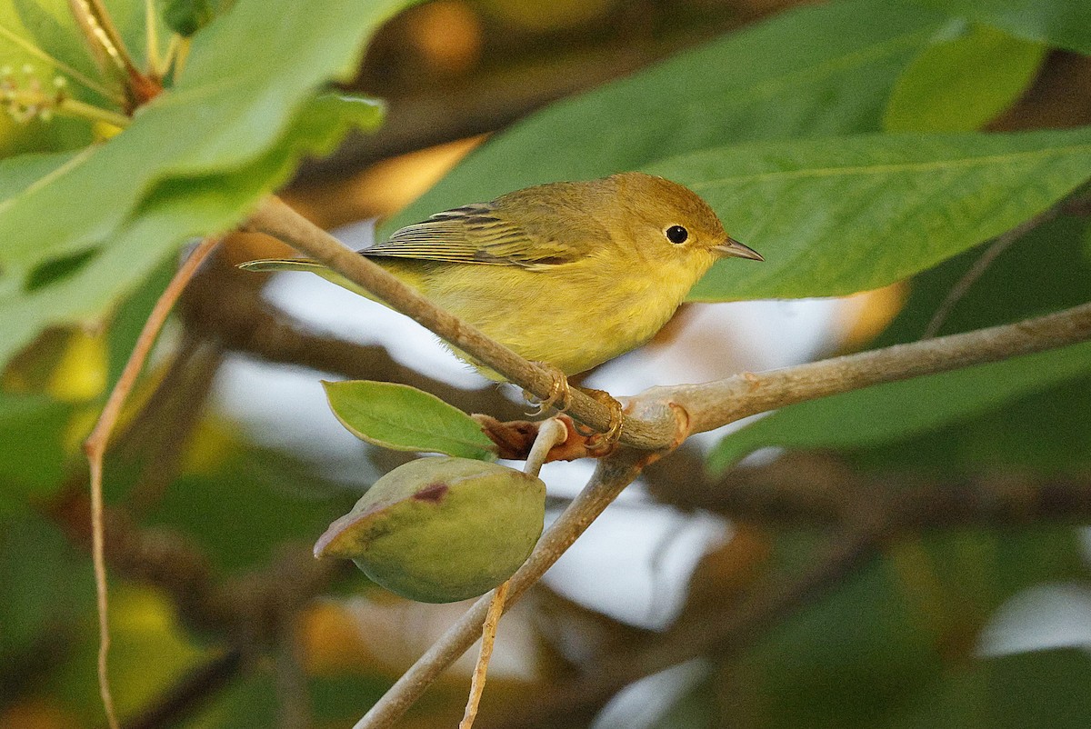 Northern/Mangrove Yellow Warbler - ML648498352