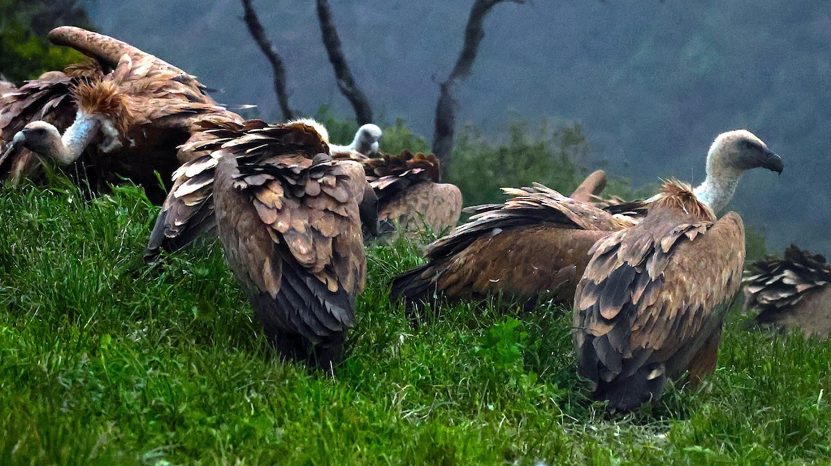 Gänsegeier - ML648498403