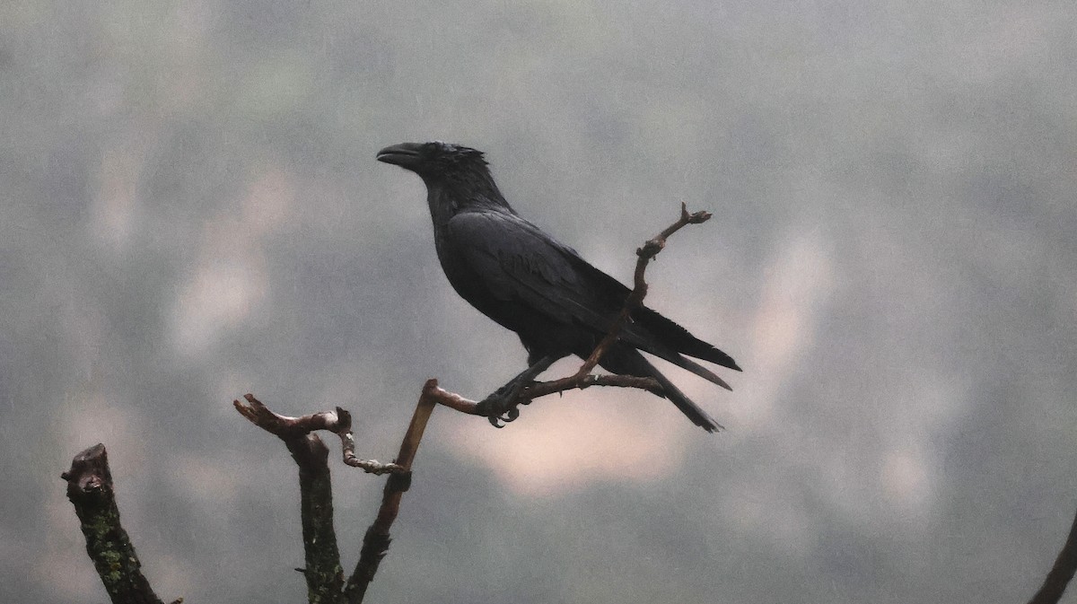 Kolkrabe - ML648498434