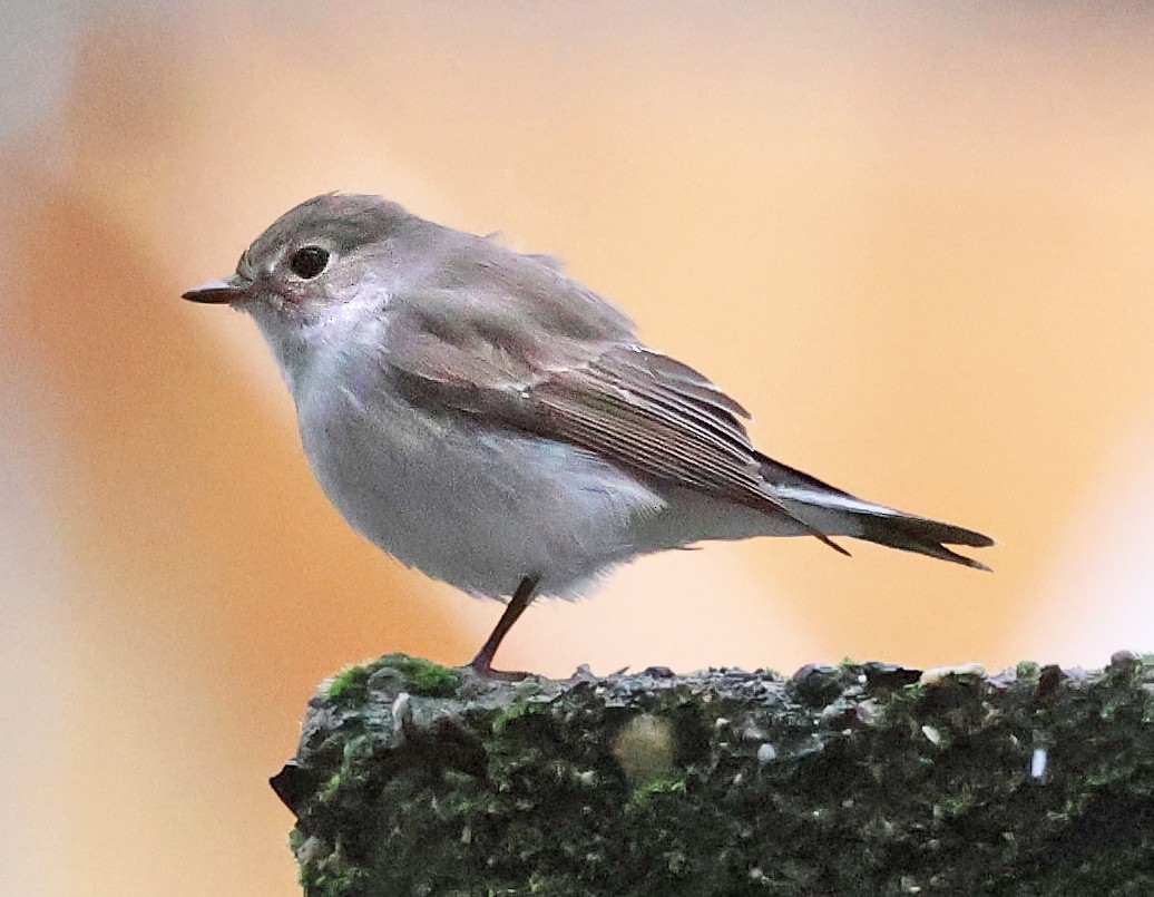 Taigako euli-txoria - ML648498672