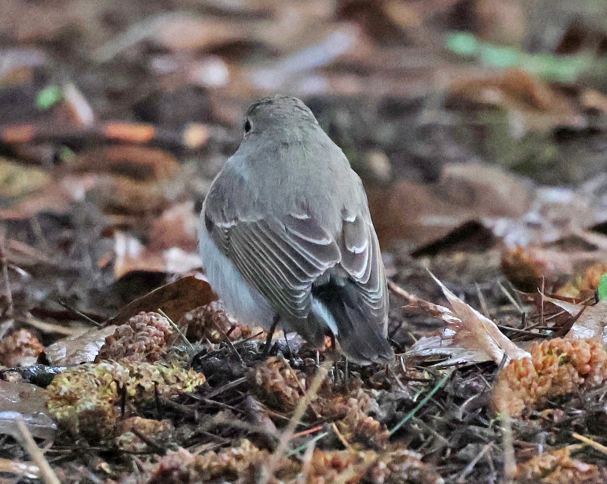 Taigako euli-txoria - ML648498673